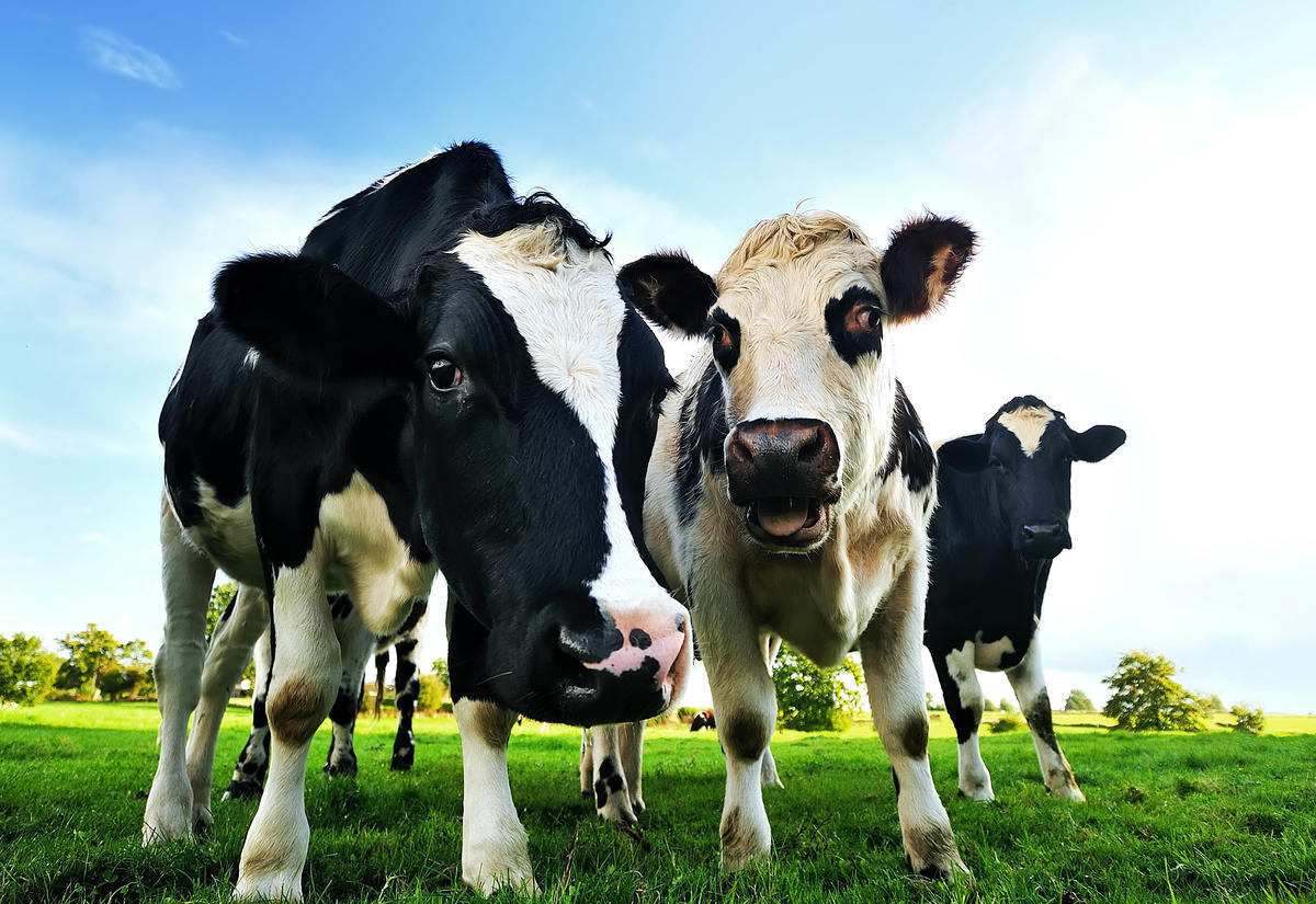 Dairy.jpg 